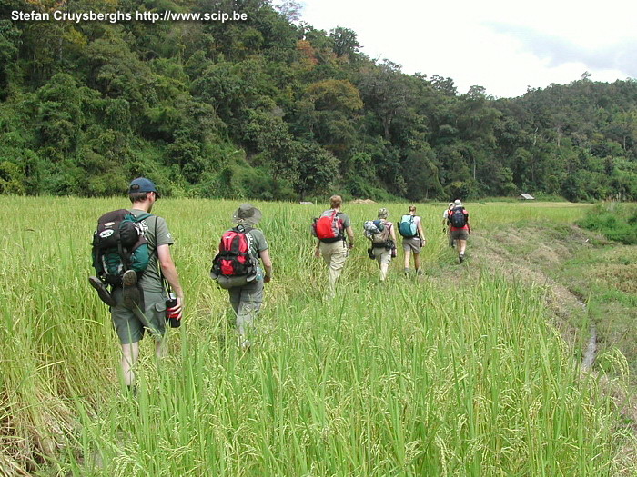 Chiang Mai - Trekking Onze groep wandeld doorheen de jungle en rijstvelden ten noorden van Chiang Mai. Stefan Cruysberghs